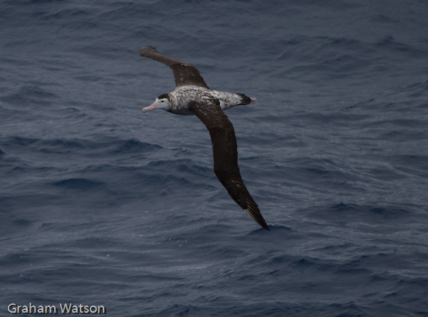 Wandering Albatross