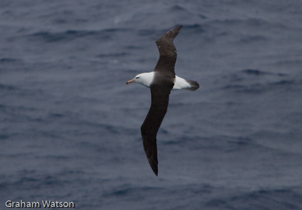 Black Browed Albatross