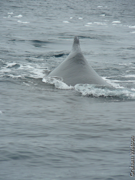 Humpback Whale