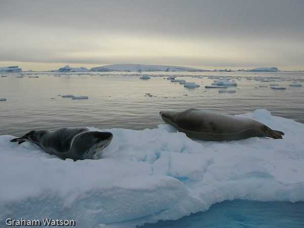 Leopard & Crabeater Seals