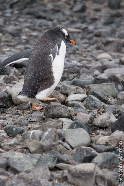 Gentoo Penguin