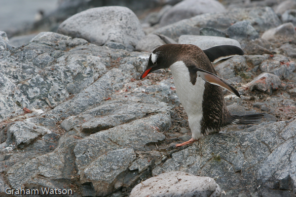 Gentoo Penguin