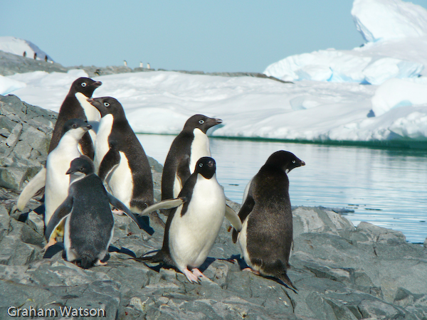 Adelie Penguins