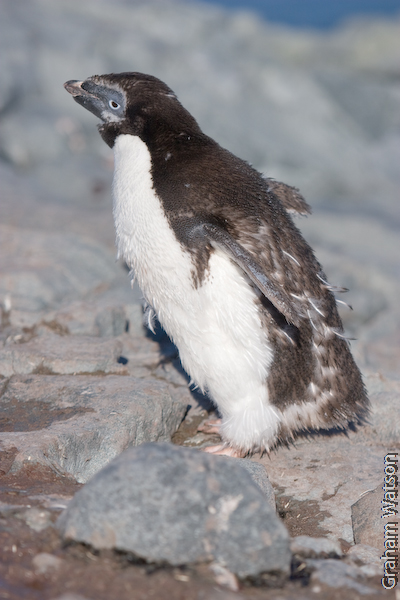 Adelie Penguins