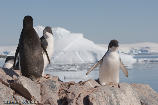 Adelie Penguins
