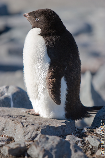 Adelie Penguins