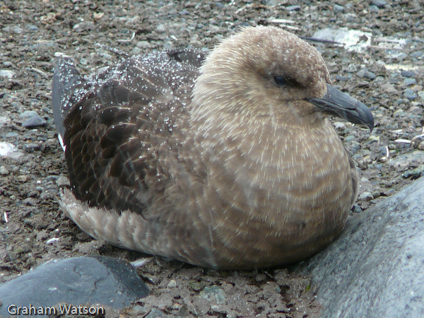 Skua