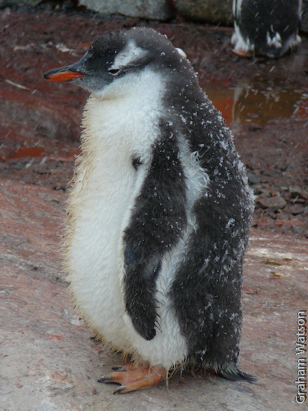 Gentoo Penguin