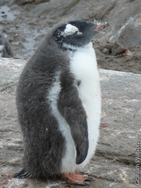 Gentoo Penguin