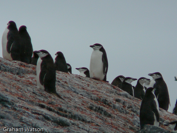 Chinstrap Penguins