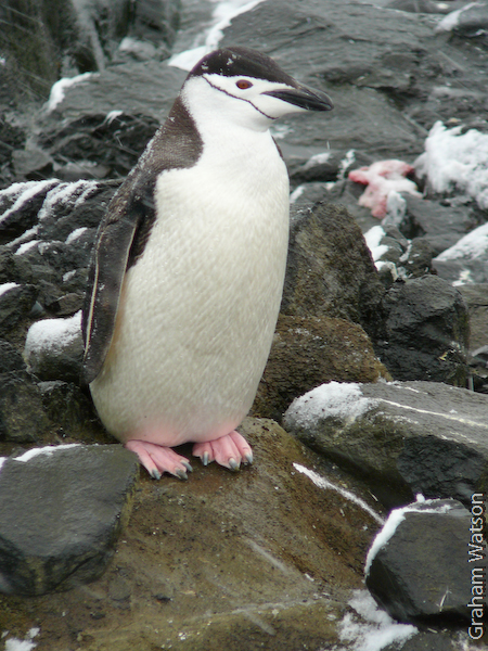 Chinstrap Penguins