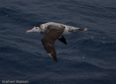Wandering Albatross
