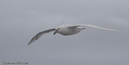 Giant Petrel