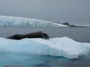 Leopard Seal