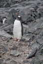 Gentoo Penguin