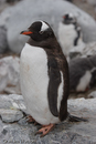 Gentoo Penguin