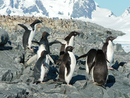 Adelie Penguins
