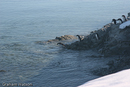 Adelie Penguins entering water