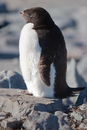 Adelie Penguins