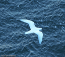Snow Petrel
