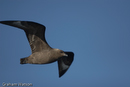 Skua
