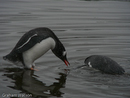 Gentoo Penguin