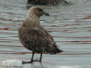Skua