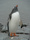 Gentoo Penguin