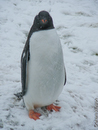 Gentoo Penguin