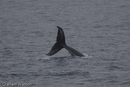 Humpback Whale Fluke