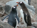 Gentoo Penguin