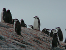 Chinstrap Penguins