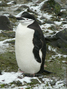 Chinstrap Penguins