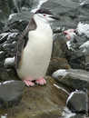 Chinstrap Penguins