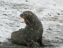 A proud Fur Seal