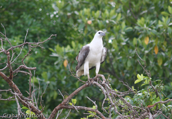 White-bellied Sea Eagle