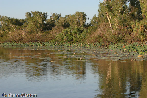 Corroborree Billabong - Mary River