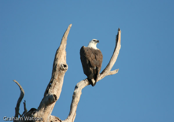 White-bellied Sea Eagle