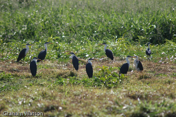 Pied Heron