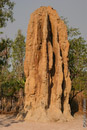 Cathederal Ant nests